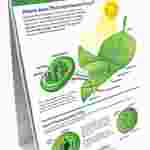 Photosynthesis & Cellular Respiration—NewPath Science Flip Chart Set