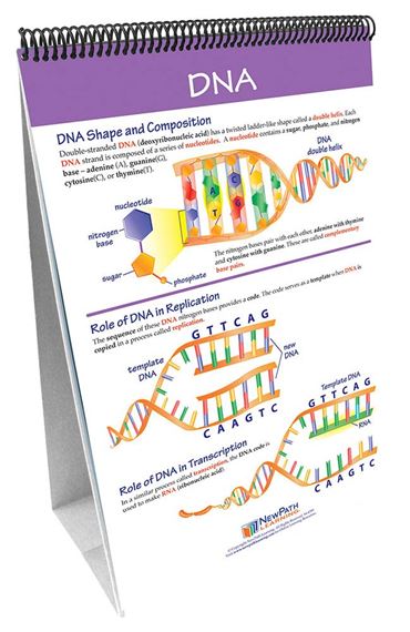 Chromosomes, Genes & DNA—NewPath Science Flip Chart Set