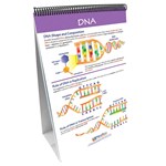 Chromosomes, Genes & DNA—NewPath Science Flip Chart Set