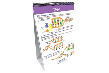 Chromosomes, Genes & DNA—NewPath Science Flip Chart Set