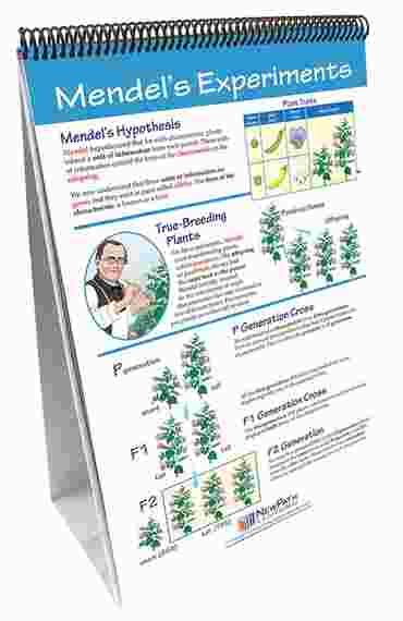 Genetics: The Study of Heredity—NewPath Science Flip Chart Set
