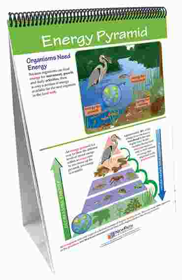 Food Chains & Food Webs—NewPath Science Flip Chart Set