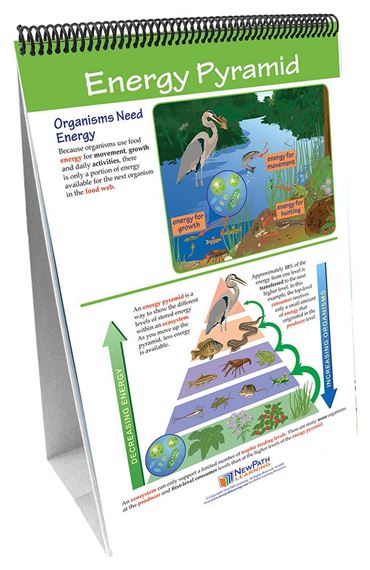 Food Chains & Food Webs—NewPath Science Flip Chart Set