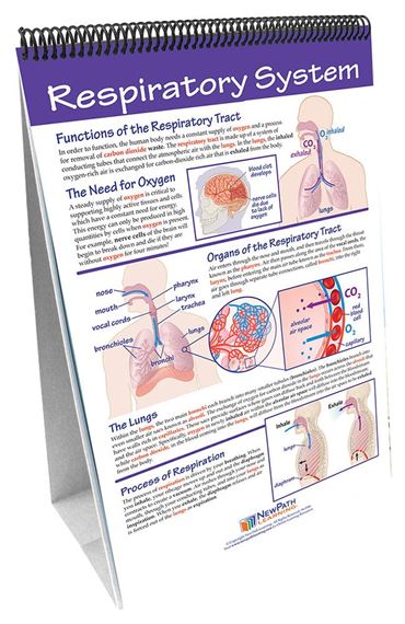 Human Body II: Providing Fuel & Transportation—NewPath Science Flip Chart Set
