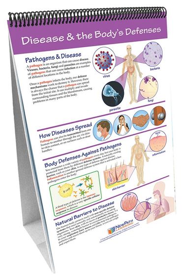 Human Body III: Maintaining Life—NewPath Science Flip Chart Set