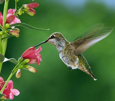 Try a Unit from the Award-Winning IMSA Fusion STEM Program