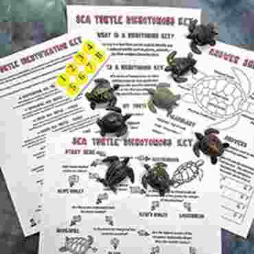 Sea Turtle Dichotomous Key Kit