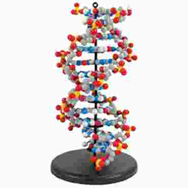 Dynamic DNA, 2-Base Pair Set