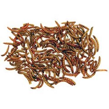 Larvets Worm Snax, Box of 24 Packages