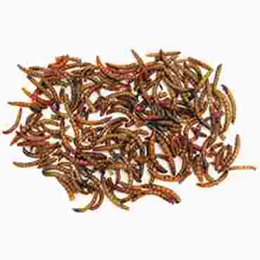 Larvets Worm Snax, Box of 24 Packages
