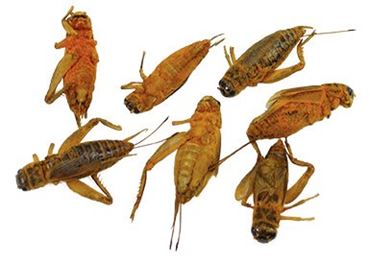 Crick-ettes, Box of 24 Packages