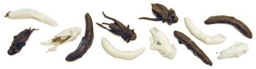 Chocolate Covered Insects, Box of 24 Packages