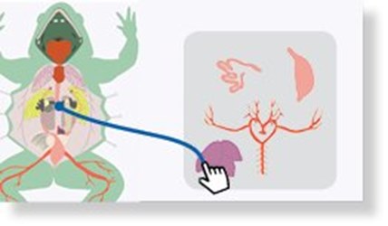 Flinn Digital Dissection Labs, 1-Year Access