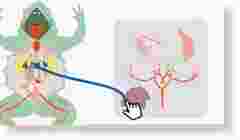 Flinn Digital Dissection Labs, 1-Year Access