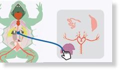 Flinn Digital Dissection Labs, 1-Year Access