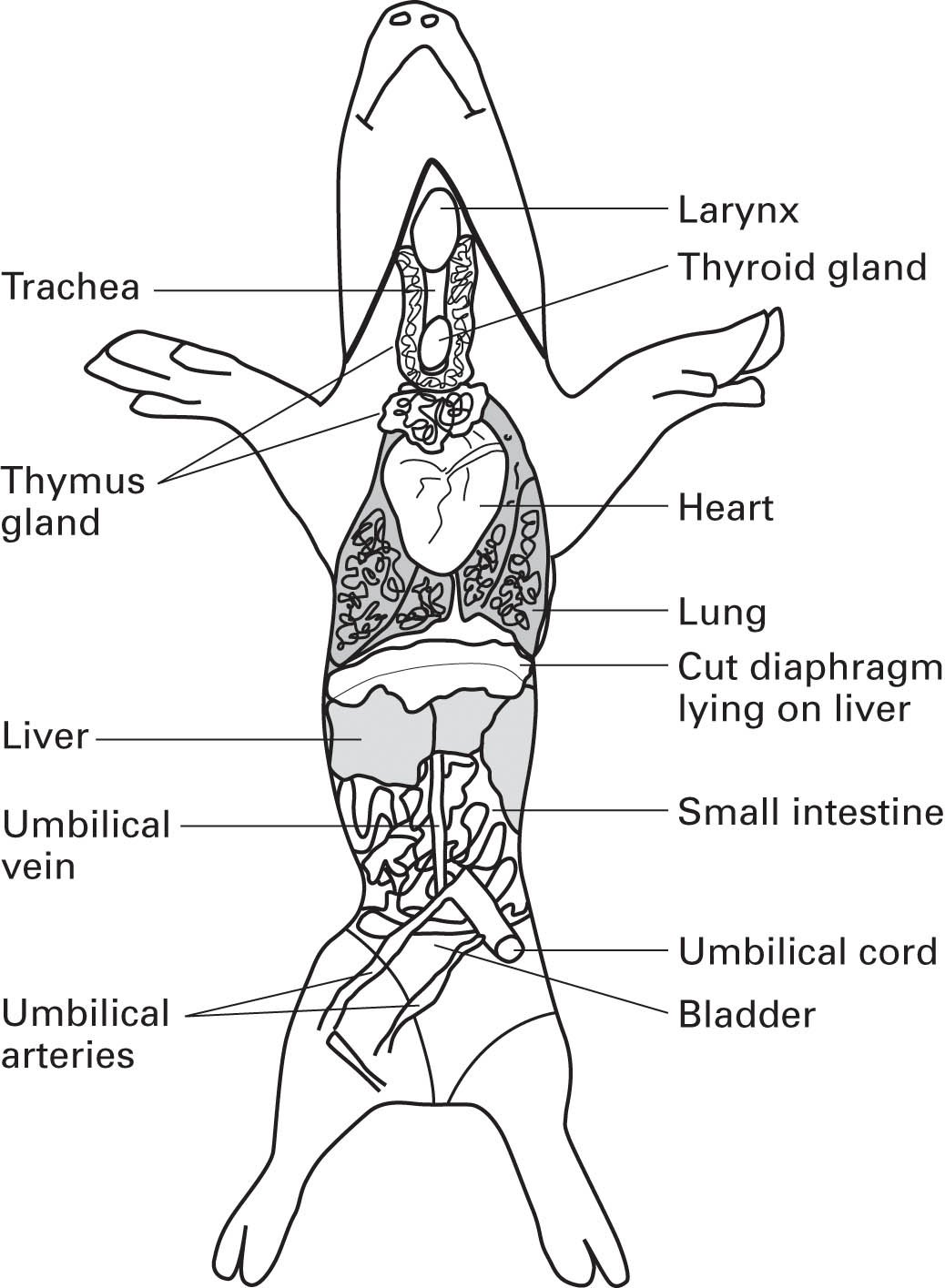 Fetal Pig Dissection Diagram