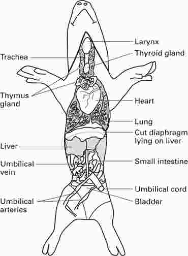 Flinn Digital Dissection Labs, 1-Year Access