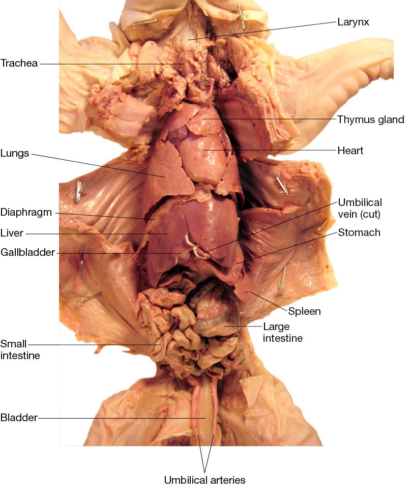 Flinn Digital Dissection Labs Pig 1 Year Access Flinn Digital Dissection Labs Pig 1 Year Access