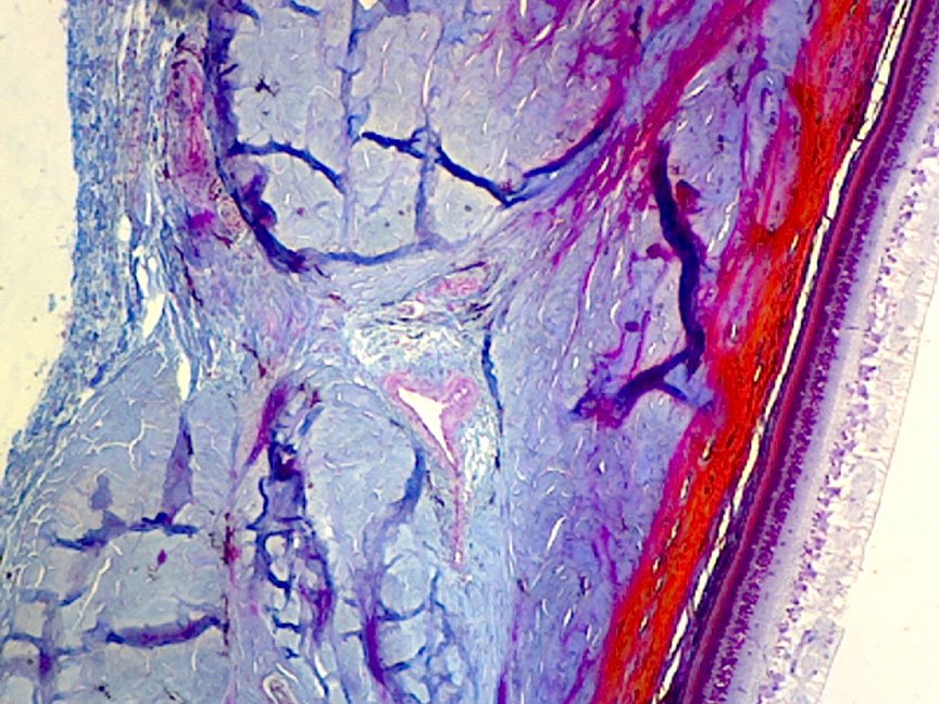 Flinn Digital Dissection Labs: Pig, 1-Year Access | Flinn ...