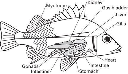 Flinn Digital Dissection Labs, 1-Year Access