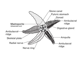 Flinn Digital Dissection Labs, 1-Year Access