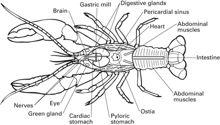 Flinn Digital Dissection Labs: Crayfish, 1-Year Access frog anatomy diagram labeled 