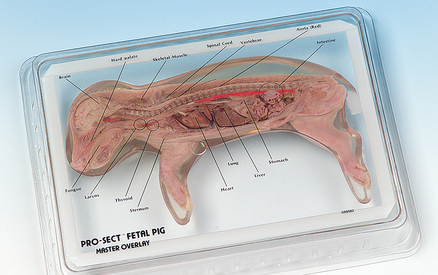 Fetal Pig Sectioned Pro Sect Flinn Scientific Fetal Pig Sectioned Pro Sect Flinn Scientific