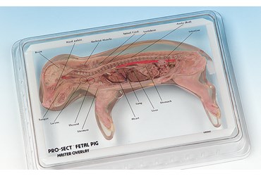 Pro-Sect® Sectioned Fetal Pig for Biology Lab