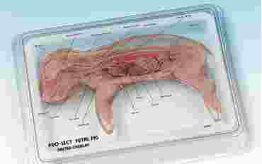 Pro-Sect® Sectioned Fetal Pig for Biology Lab