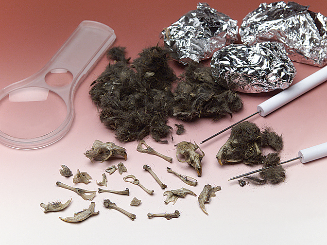 Owl Pellets, Pkg. of 50