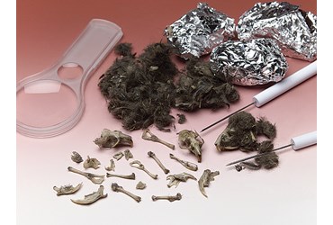 Owl Pellets for Dissection in Biology and Life Science, Pkg. of 15