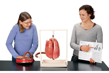 Healthy vs. Smoker's Lung Demonstration Kit