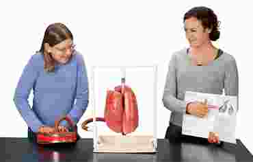 Healthy vs. Smoker's Lung Demonstration Kit