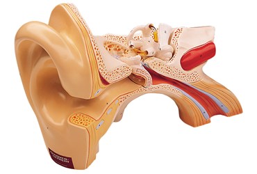 Giant Ear Model with Three Parts for Anatomy Studies