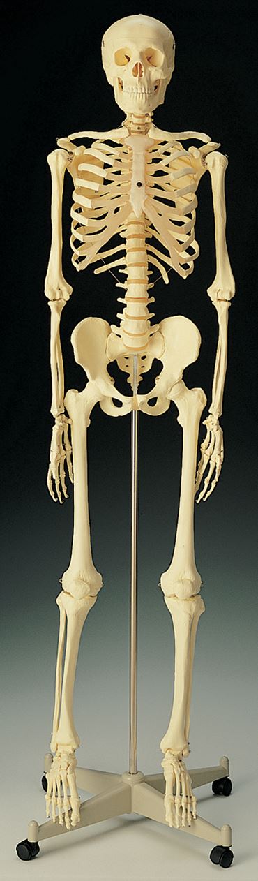 Standard Skeleton for Anatomy Studies, Rod Mount