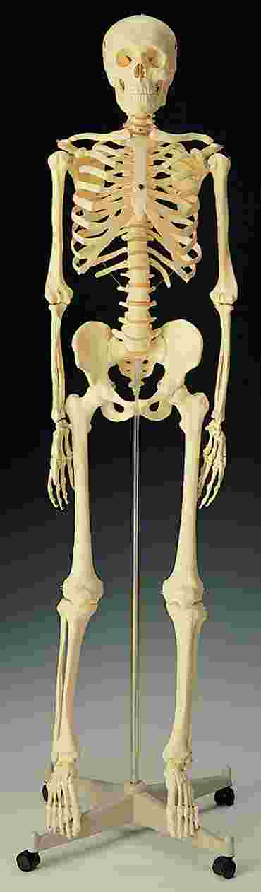 Standard Skeleton for Anatomy Studies, Rod Mount