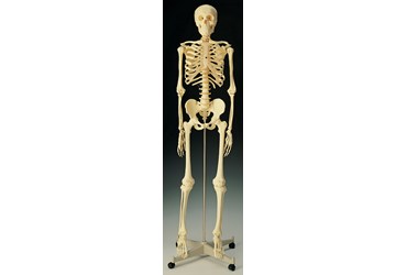Standard Skeleton for Anatomy Studies, Rod Mount