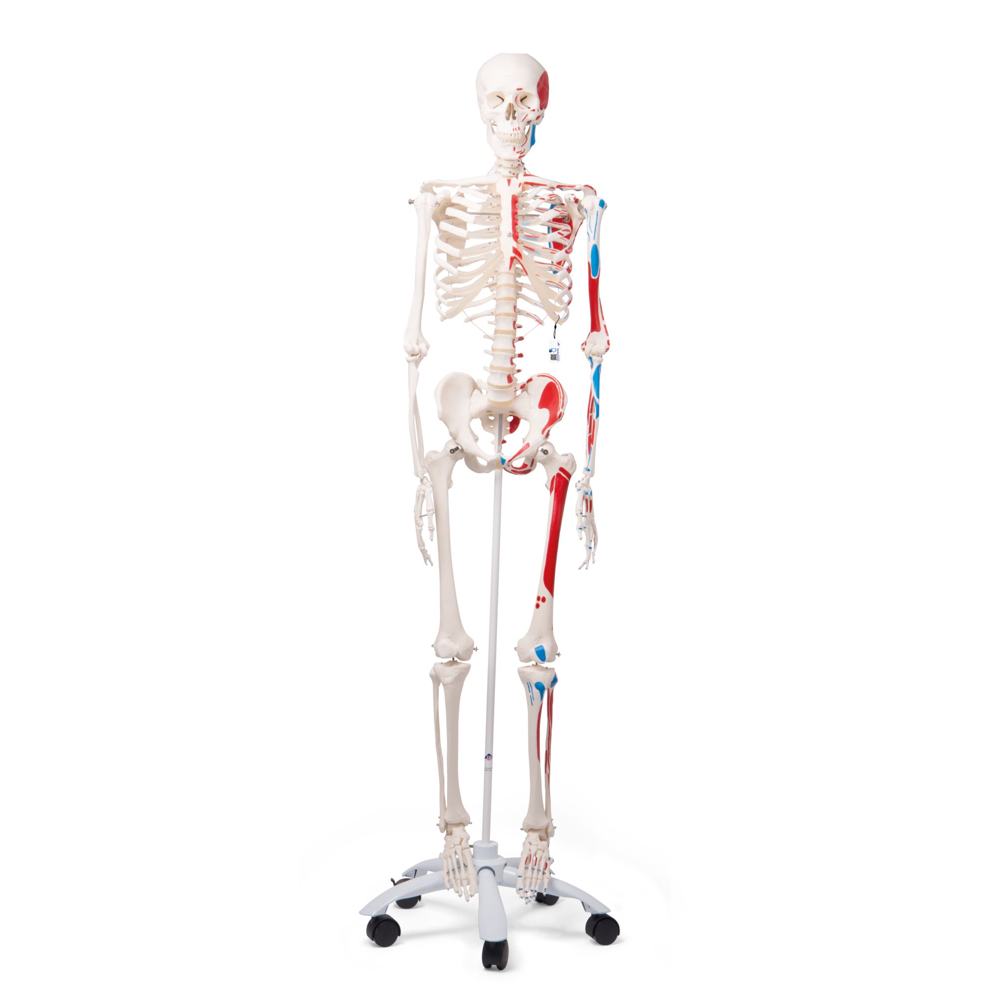 Painted Skeleton for Anatomy Studies, Rod Mount