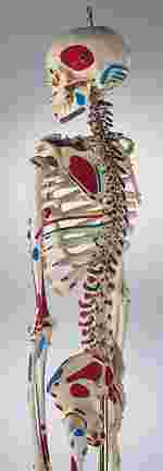 Painted Skeleton for Anatomy Studies, Rod Mount