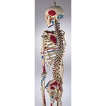 Painted Skeleton for Anatomy Studies, Rod Mount