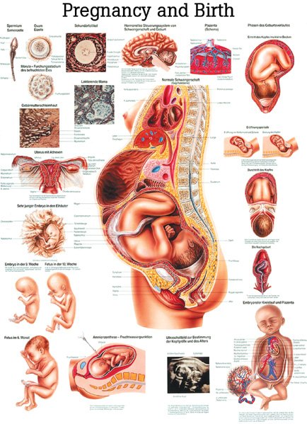 Anatomical Chart Company Canada