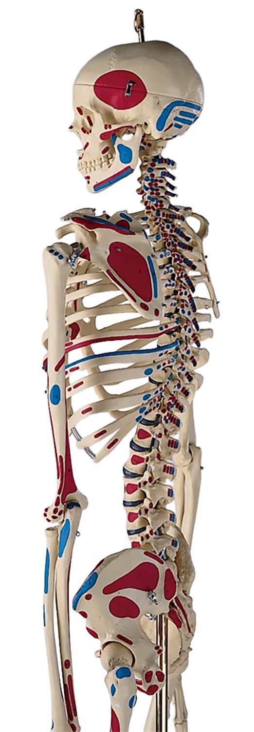 Painted Skeleton for Anatomy Studies, Rod Mount