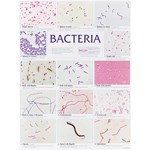 Bacteria Poster for Biology and Life Science