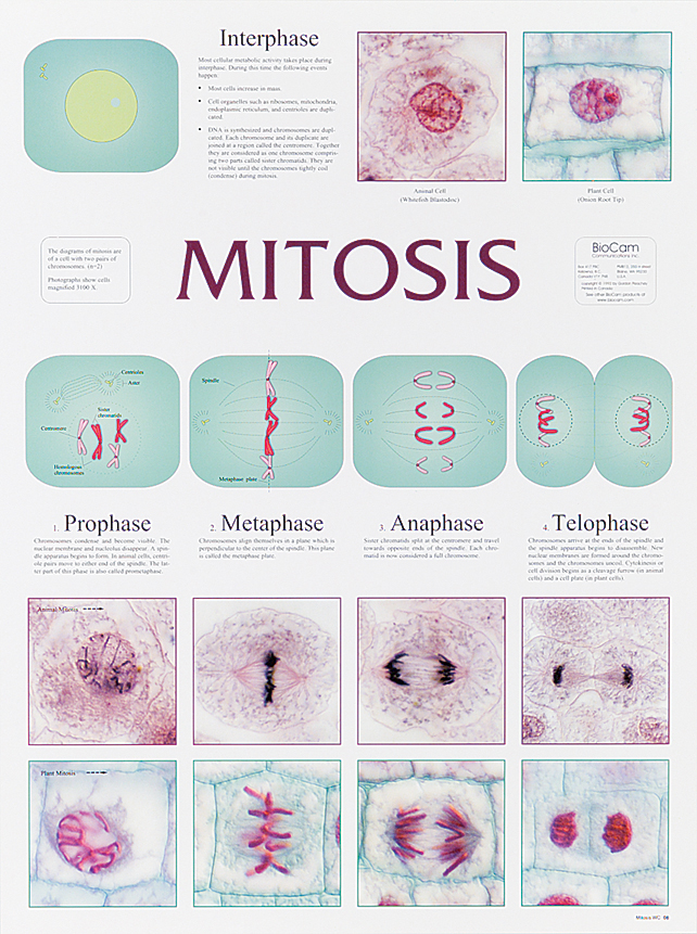 Mitosis Chart