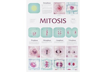 Mitosis Chart for Biology and Life Science