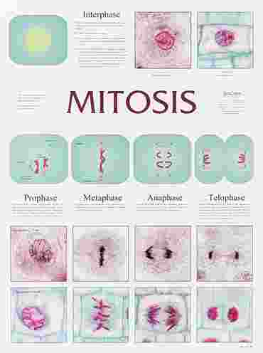 Mitosis Chart for Biology and Life Science