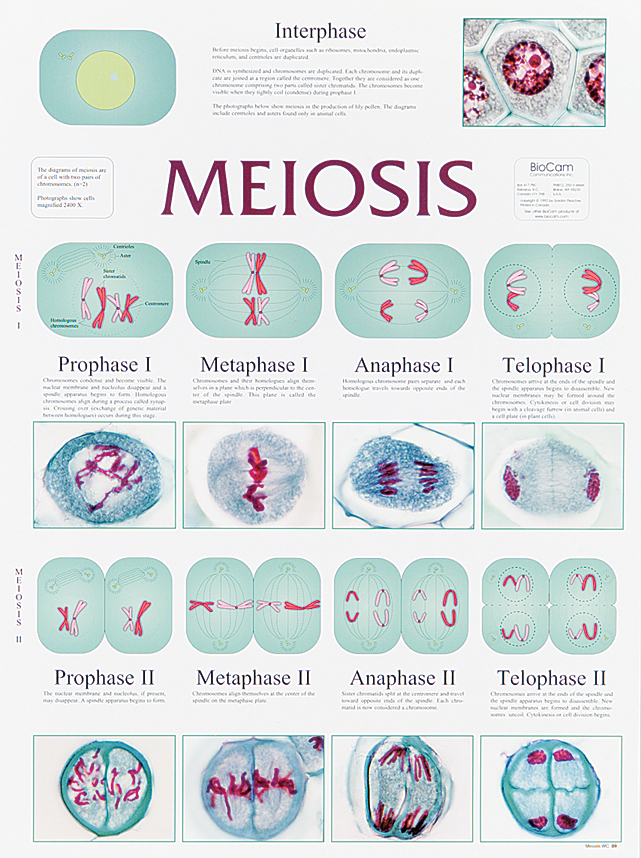 Meiosis Chart