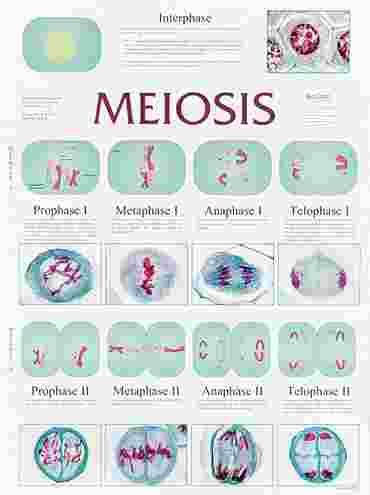 Meiosis Chart for Biology and Life Science