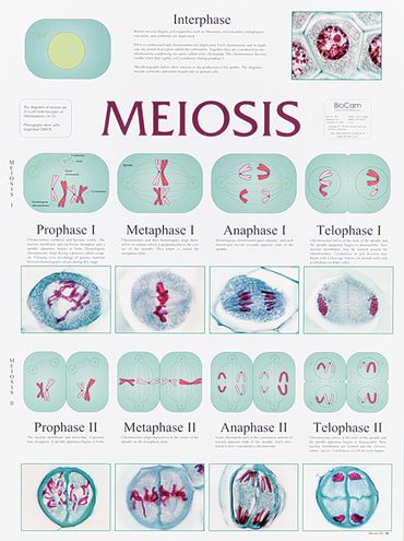 Meiosis Chart for Biology and Life Science