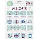 Meiosis Chart for Biology and Life Science